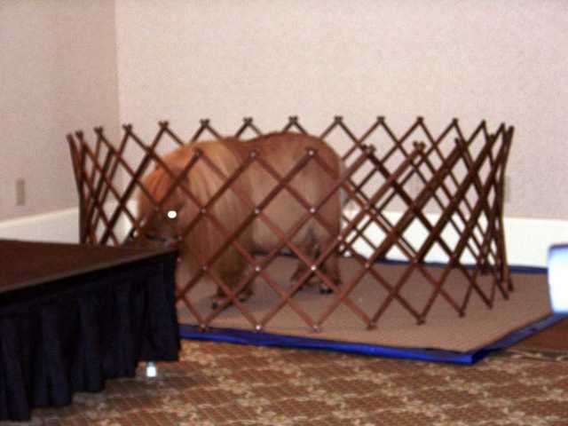 Bronco_Billy_01