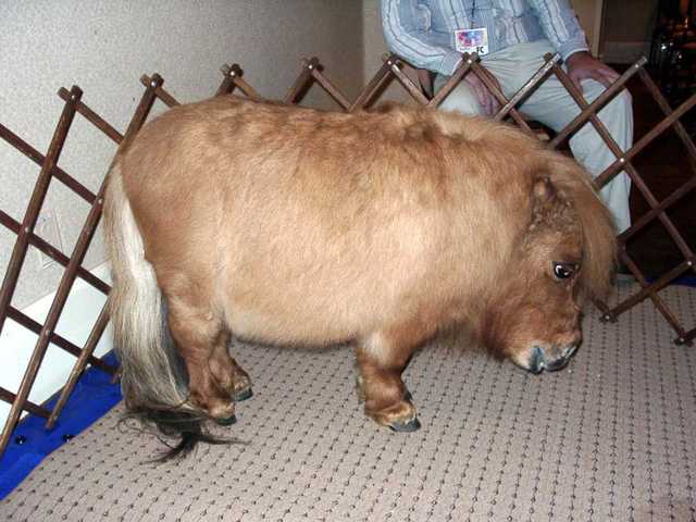 Bronco_Billy_04