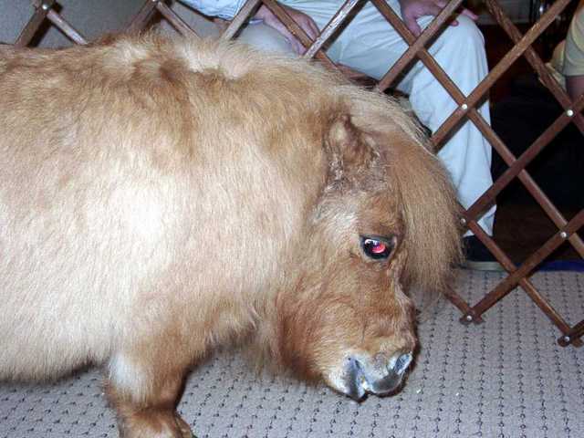 Bronco_Billy_05