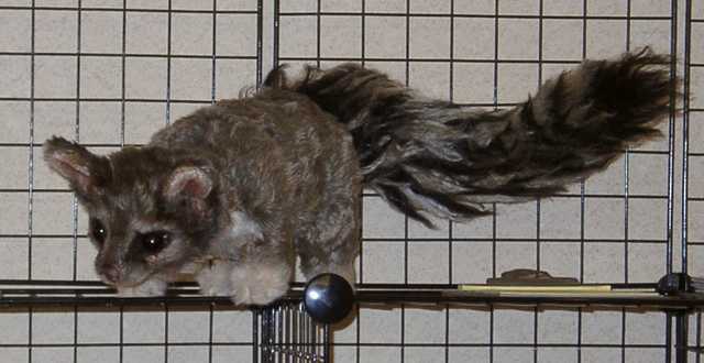 Ringtail Plush belonging to one of the artists. It looked cute, so I shot it (with my camera)! (FC2002)
