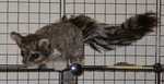 Ringtail Plush belonging to one of the artists. It looked cute, so I shot it (with my camera)! (FC2002)