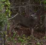 OctoberBuck