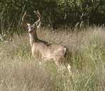 This guy was munching away while a little league baseball game was going on 50 ft away.