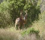 Another shot of the same stag.