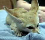 evee-03