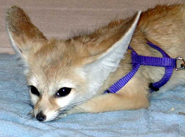 evee-04