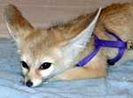 evee-04