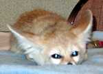 evee-05