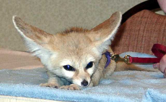 evee-06