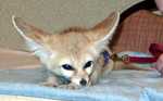 evee-06
