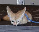 fennec01