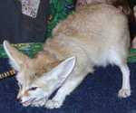 fennec03