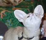 fennec04