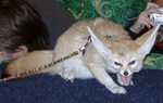 fennec05