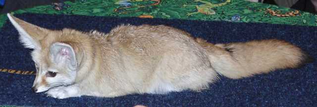 fennec06