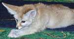 fennec08