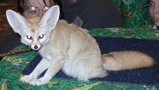 fennec09