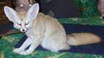 fennec09
