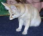 fennec10