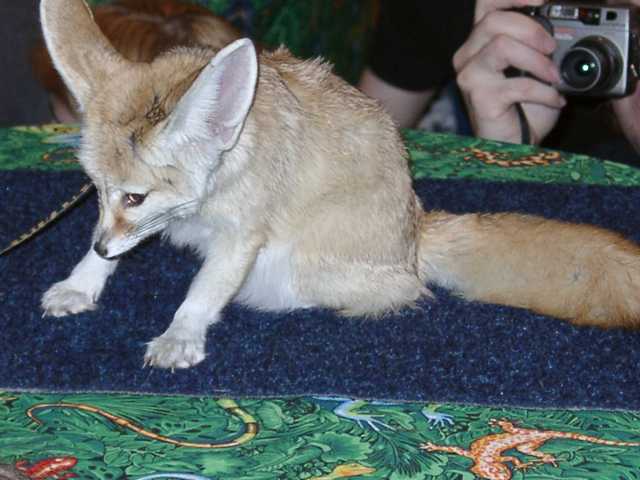 fennec11
