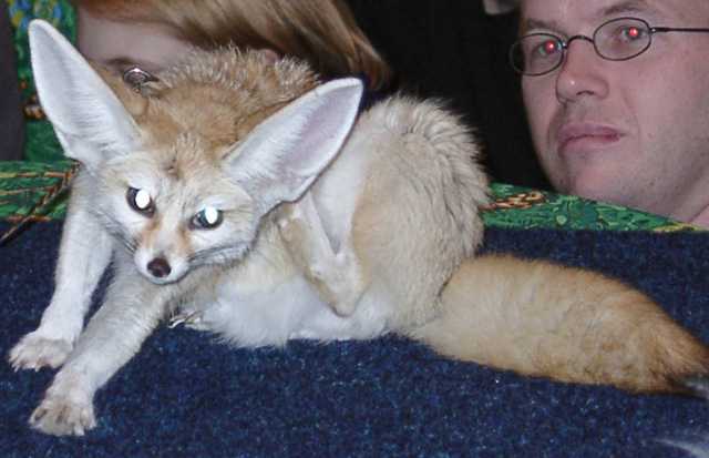 fennec12