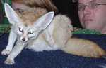 fennec12