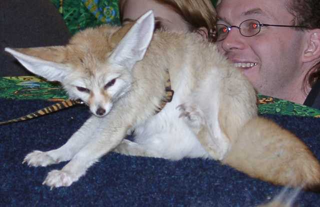 fennec13