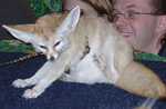 fennec13