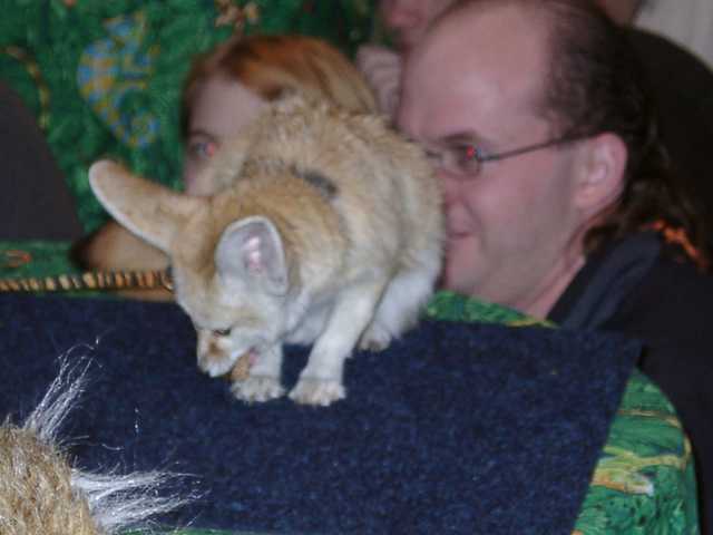 fennec14