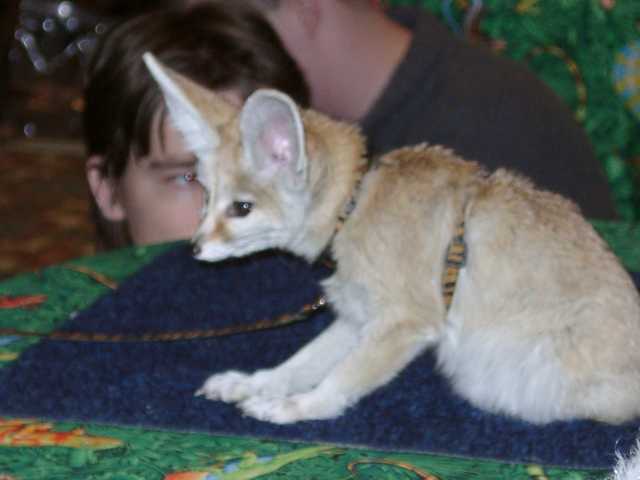fennec15