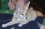 fennec16