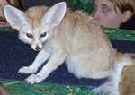 fennec17