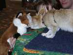 fennec18