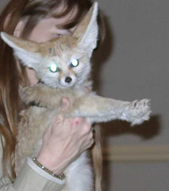 fennec19