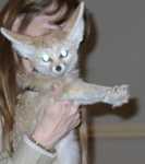 fennec19
