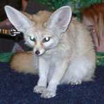 fennec20