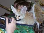 fennec21