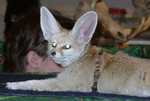 fennec22