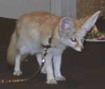 fennec23
