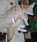 fennec24