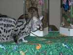 Bennet_the_Genet_01