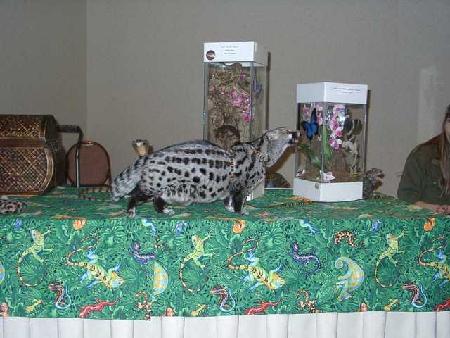 Bennet_the_Genet_02