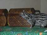 Bennet_the_Genet_04