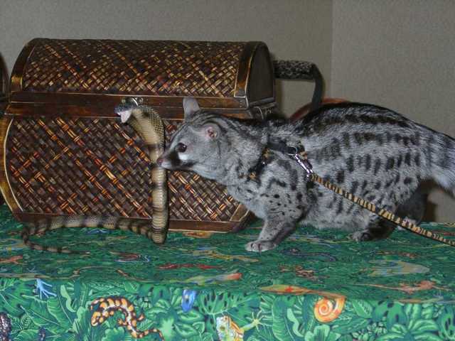 Bennet_the_Genet_05