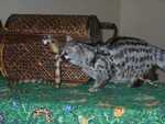 Bennet_the_Genet_05