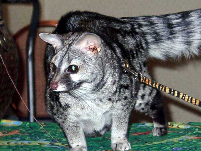 Bennet_the_Genet_06