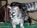 Bennet_the_Genet_06