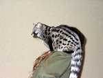 Bennet_the_Genet_07