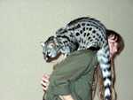 Bennet_the_Genet_08