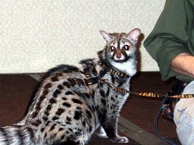 Bennet_the_Genet_10